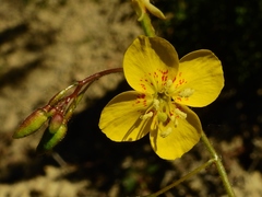 Chylismia scapoidea