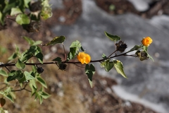 Abutilon hypoleucum