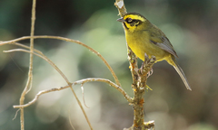 Atlapetes citrinellus