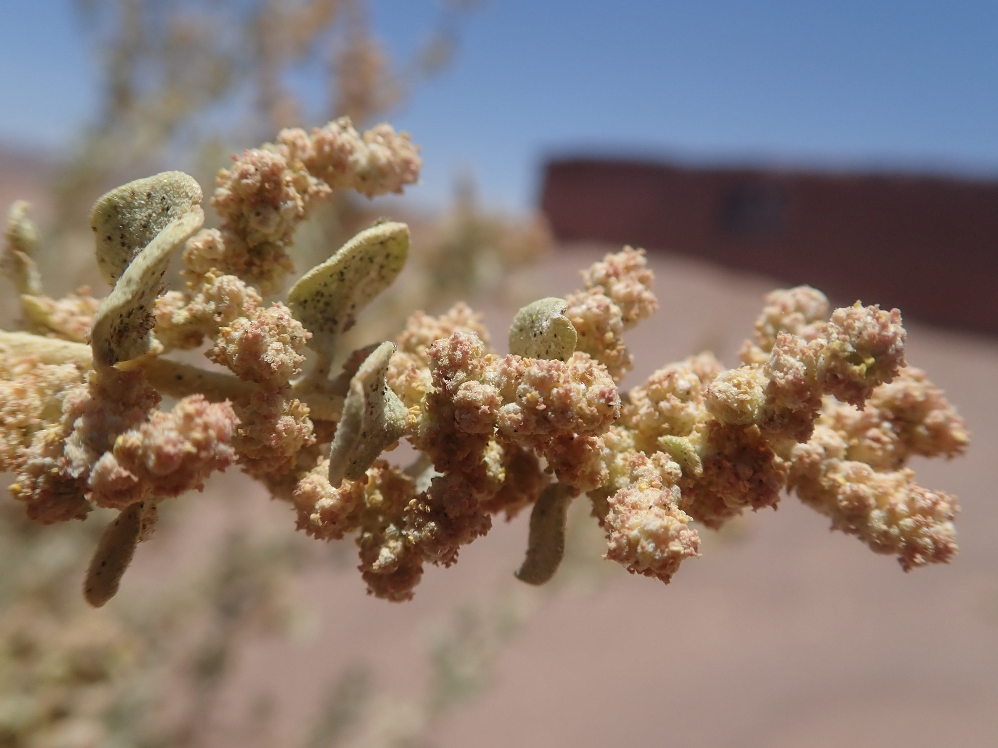 Atriplex atacamensis