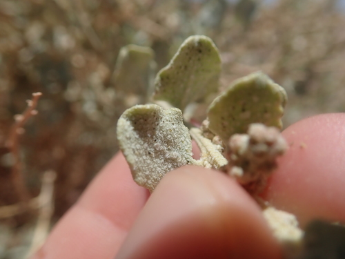 Image of Atriplex atacamensis by (c) Nolan Exe, some rights reserved (CC BY)