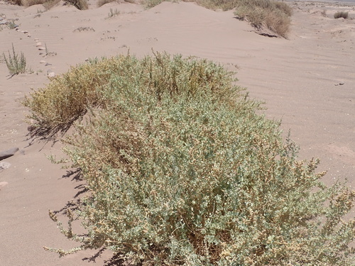Image of Atriplex atacamensis by (c) Nolan Exe, some rights reserved (CC BY)