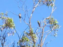 Purpureicephalus spurius