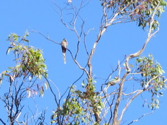 Purpureicephalus spurius