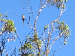 Purpureicephalus spurius