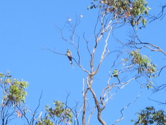 Purpureicephalus spurius