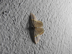 Phrygionis privignaria