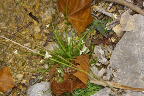showy whitetop beaksedge (Rhynchospora nivea)