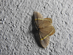 Phrygionis privignaria