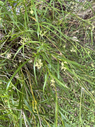 Epidendrum filicaule Lindl. 2