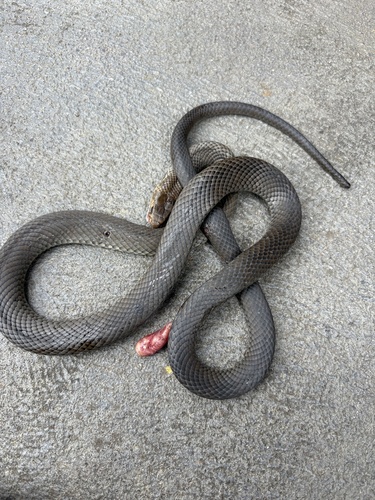 Eastern Brown Snake sighting