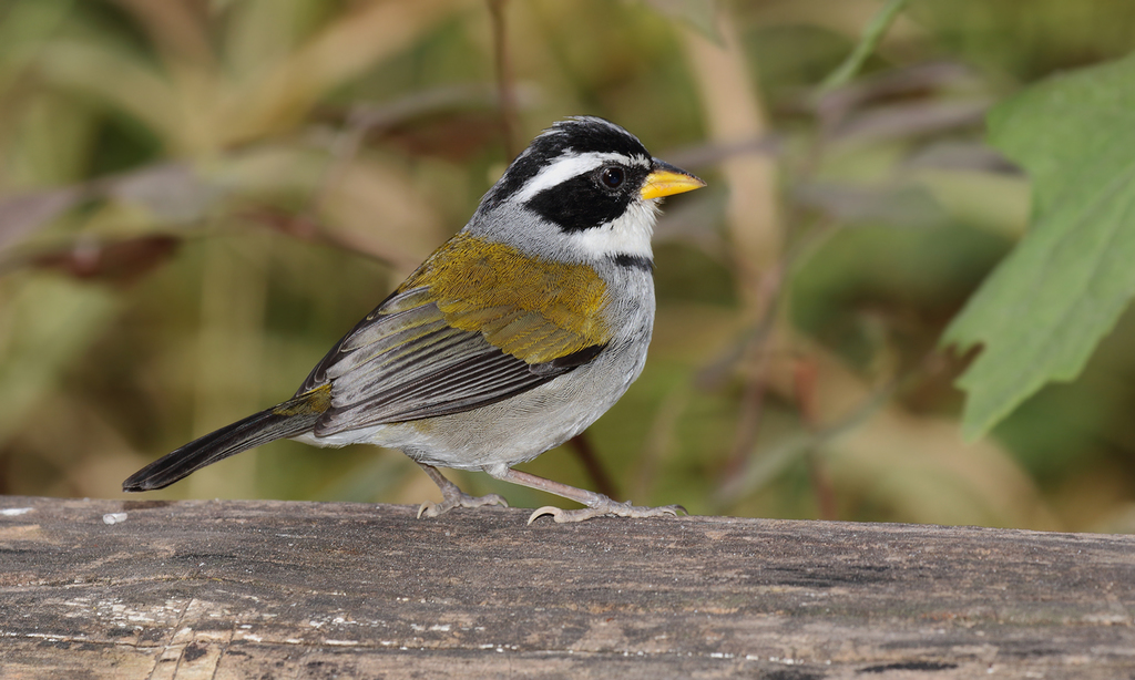 Moss-backed Sparrow (Arremon dorbignii) photo