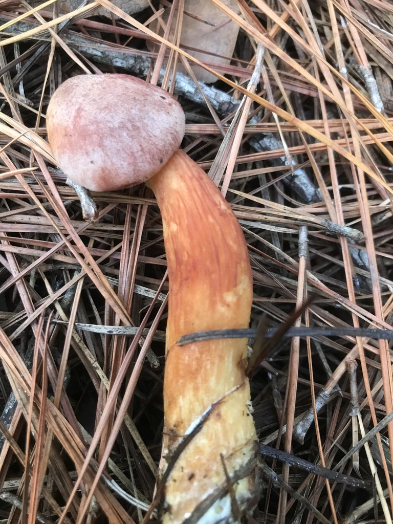 Aureoboletus projectellus