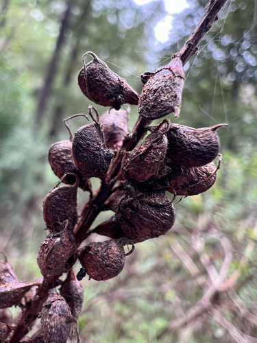 Napa False Indigo winter