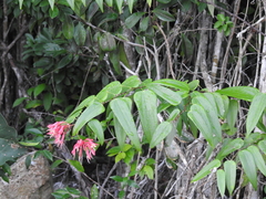 Bauhinia jenningsii