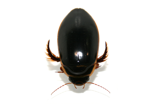 Dytiscus cordieri Aubé, 1838