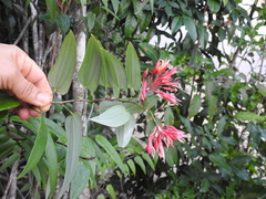 Bauhinia jenningsii
