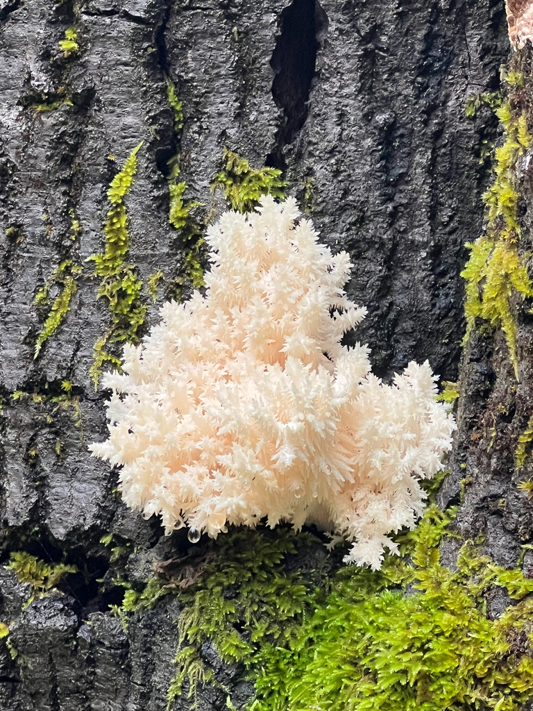 Hericium coralloides · November 2025 · photo: © rynaturalist (iNaturalist, cc-by)
