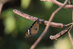 Danaus chrysippus
