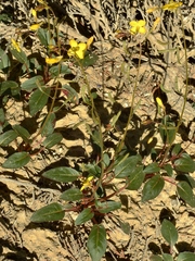 Chylismia scapoidea