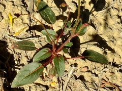 Chylismia scapoidea