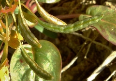 Chylismia scapoidea