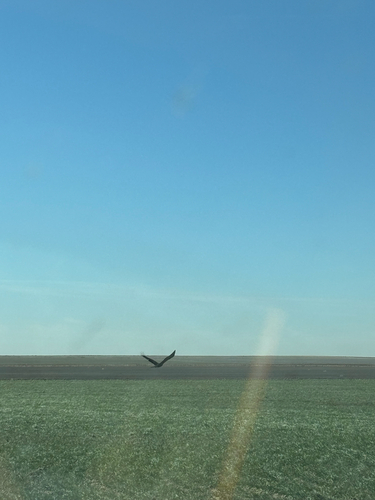 Golden Eagle