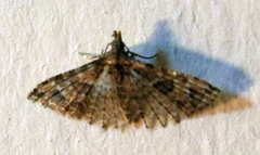 Alucita montana