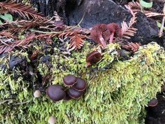 Tubaria punicea