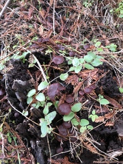 Tubaria punicea