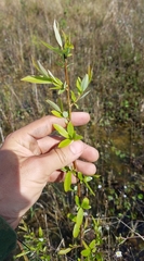Salix caroliniana