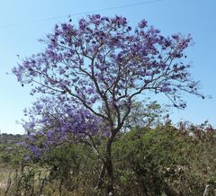 Jacaranda brasiliana