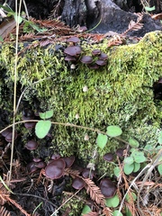 Tubaria punicea