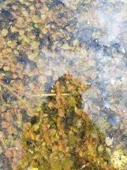 Ludwigia repens