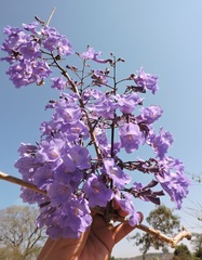 Jacaranda brasiliana