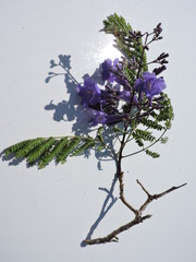 Jacaranda brasiliana