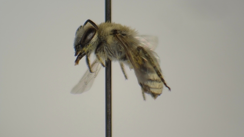Colletes phaceliae