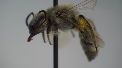 Colletes phaceliae