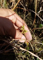 Cyperus surinamensis image