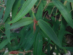 Miconia angustilamina