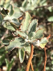 Eriogonum cinereum