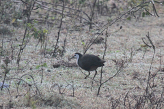 Amaurornis phoenicurus