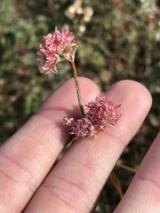 Eriogonum cinereum