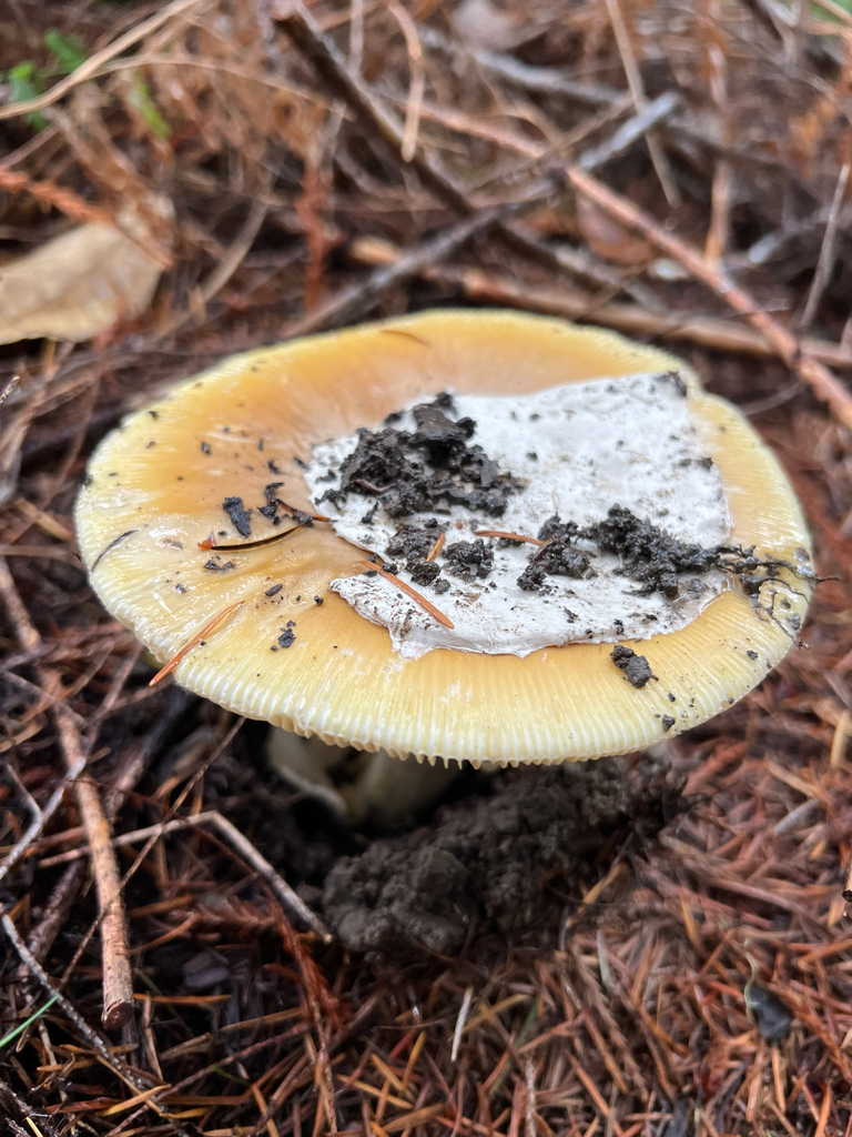 Amanita calyptroderma · November 2025 · photo: © rynaturalist (iNaturalist, cc-by)