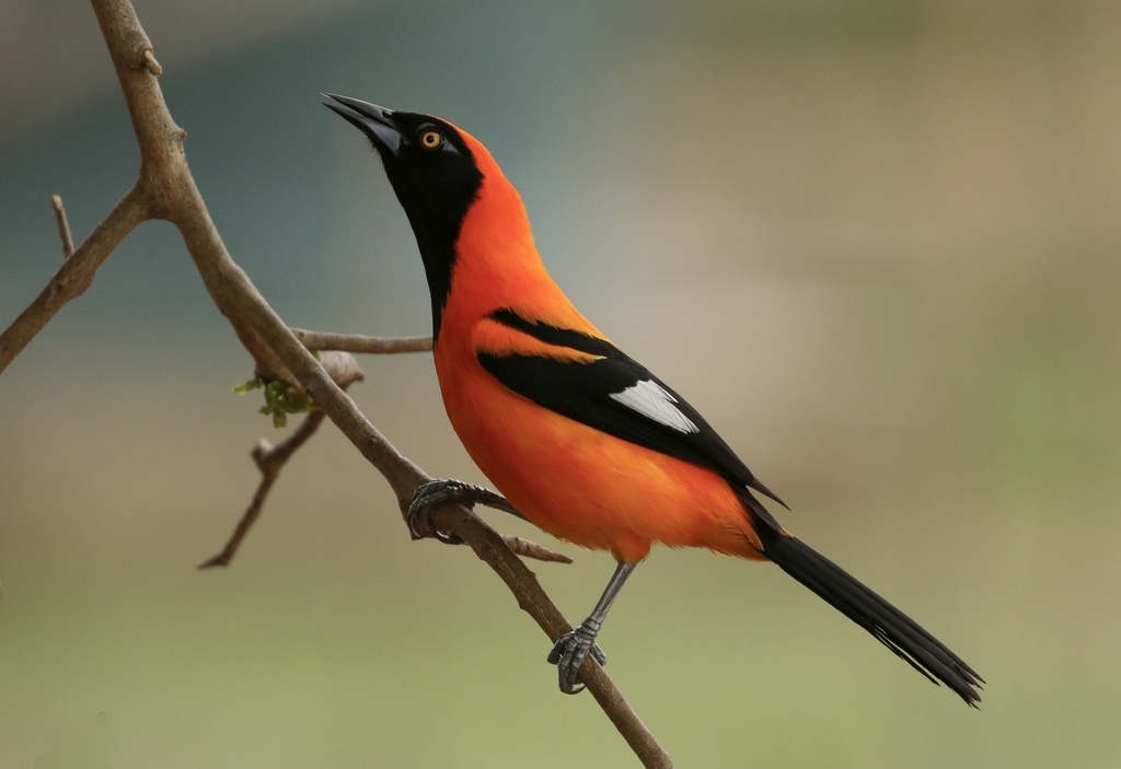 Orange-backed Troupial photo