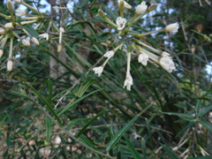 Cestrum linearifolium
