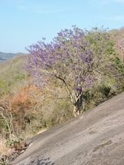 Jacaranda brasiliana