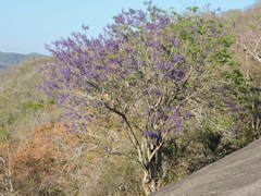 Jacaranda brasiliana