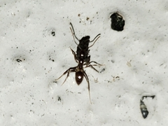 Nylanderia steinheili