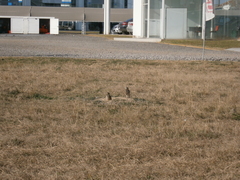 Athene cunicularia